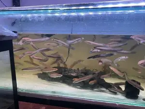 Yellow sentarum snakehead