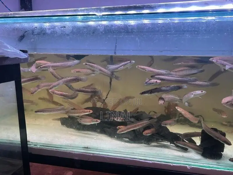 Yellow sentarum snakehead