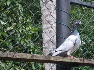 Pigeon