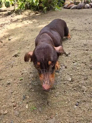 Dachshund Puppies