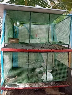 Rabbits with Cage