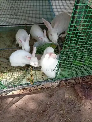 Rabbits with Cage