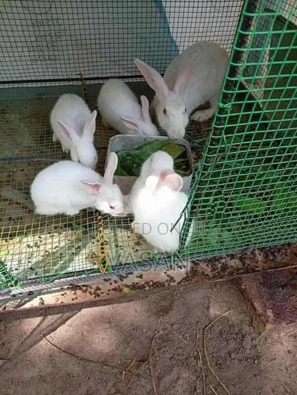 Rabbits with Cage