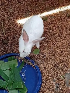 Rabbits with Cage