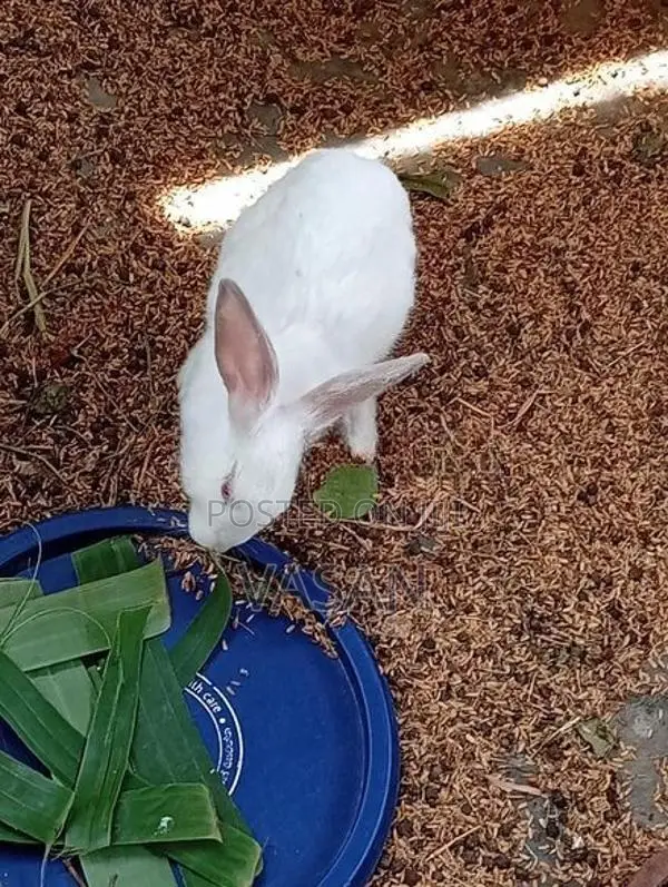 Rabbits with Cage