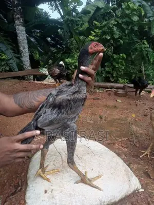 Rooster