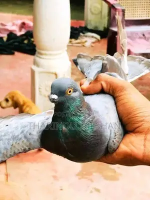 pigeons