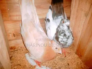 pigeons