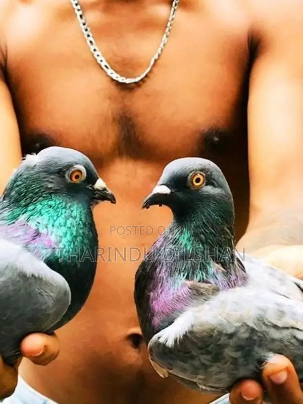 pigeons