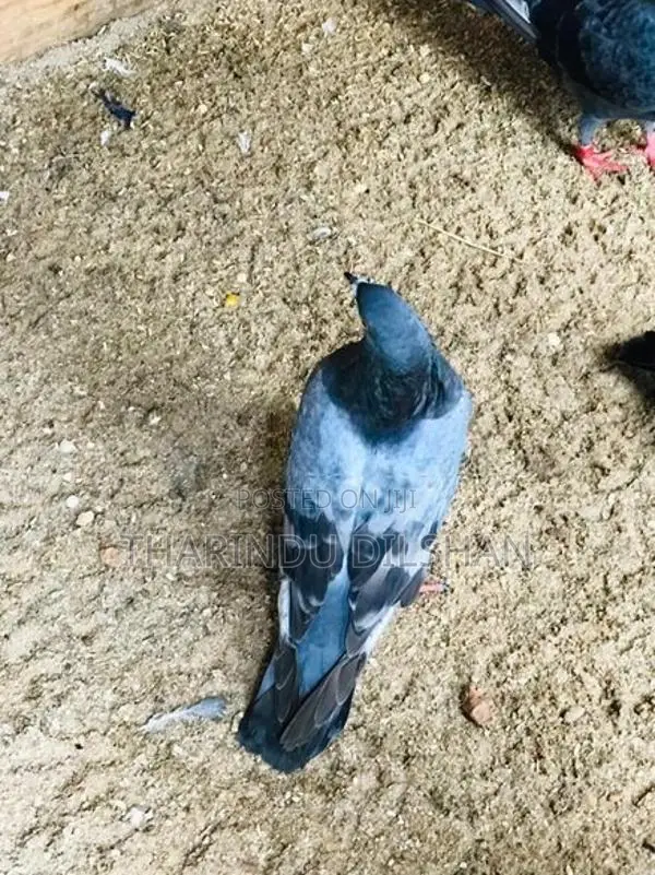 pigeons
