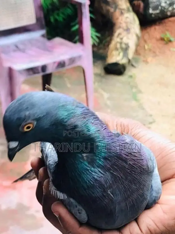pigeons