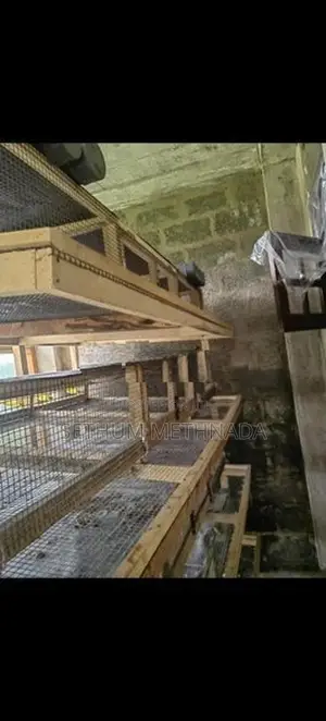 වටු කූඩු