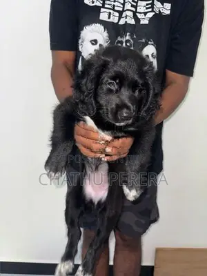 cocker spaniel female puppy for sale