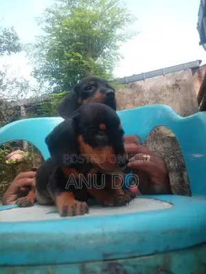 Dachshund Puppies