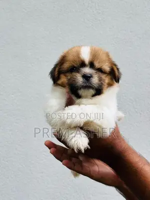 Shih Tzu Puppies