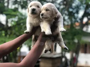 goldan retriever