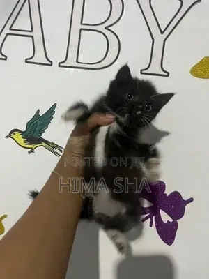 Persian Cat