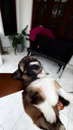 Terrier puppies