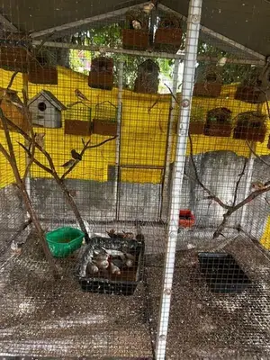 Finches Bird