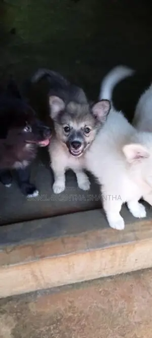 Lion Pomeranian Puppies