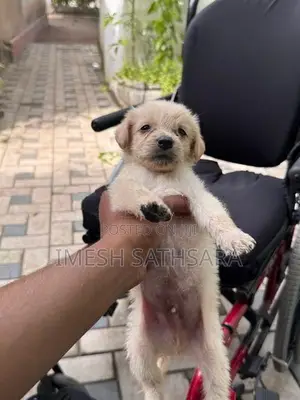 Pomaneriyan Puppies