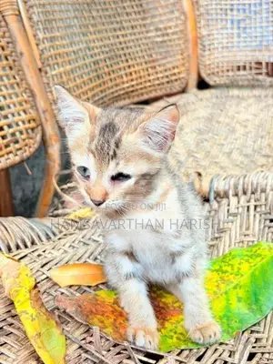 Persian mixed crose kittens