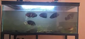Fish Tank