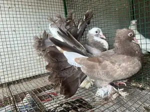 Fantail pigeon