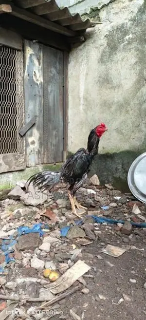 Rooster