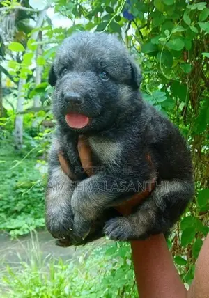 German Shepherd Long Coat Puppy