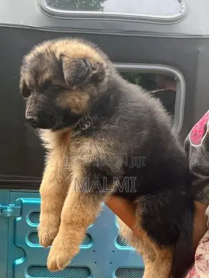German Shepherd Longcoat Puppies