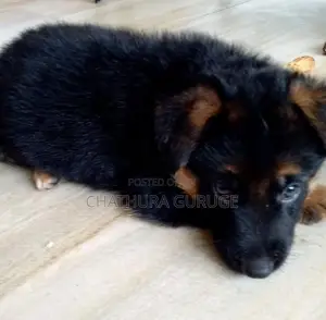 German Shepherd long coat pappys for sale