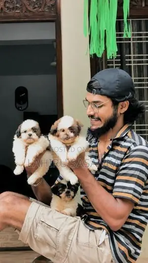 Shithzu Puppies