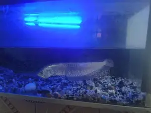 Arrowana fish