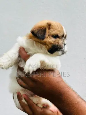Shih Tzu Puppy