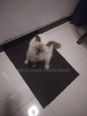 Persian Cat