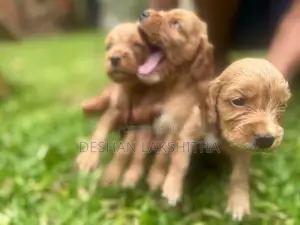 Cocker Spaniel Puppies