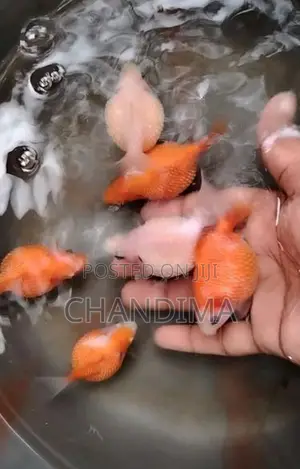 Gold Fish (Pearl scale)