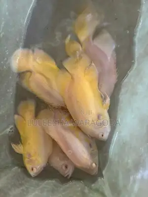 Oscar fish