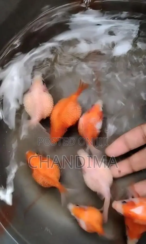 Gold Fish (Pearl scale)