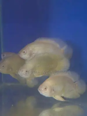 Oscar fish