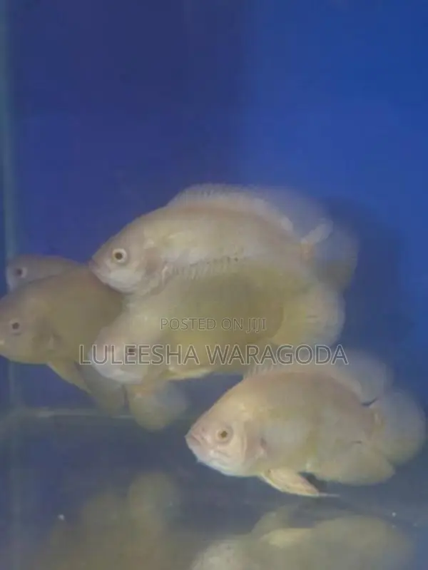 Oscar fish