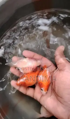 Gold Fish (Pearl scale)