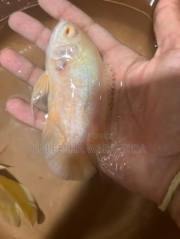 Oscar fish