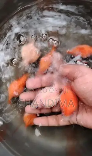 Gold Fish (Pearl scale)