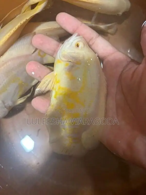 Oscar fish