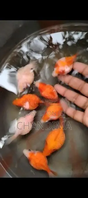 Gold Fish (Pearl scale)