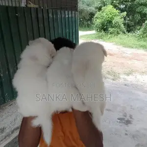Lion Pomaneriyan Dog