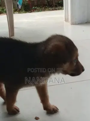 Germen Shepherd Puppy