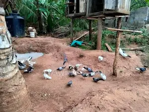 Pigeons